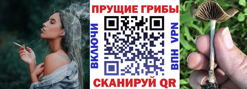 Псилоцибиновые грибы MAGIC MUSHROOMS  где купить наркоту  Питкяранта 